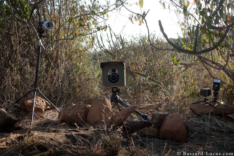 Rare African black leopard captured in photographs for first time in more  than a century, The Independent