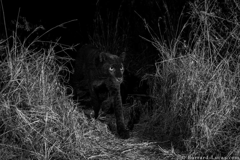 black leopard kenya