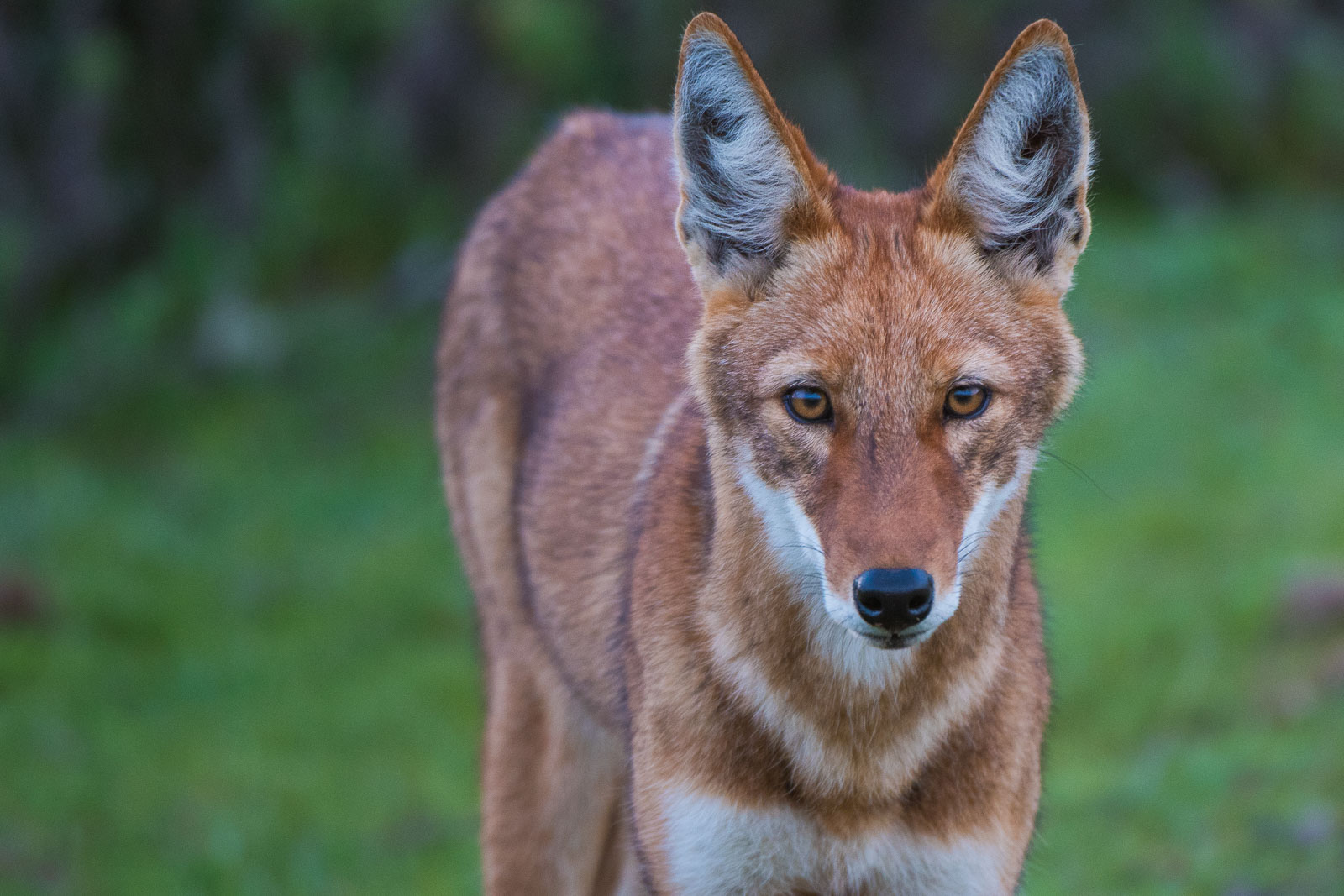 Ethiopian Wolves: Photographing the Rarest Canine in the World | Nature TTL