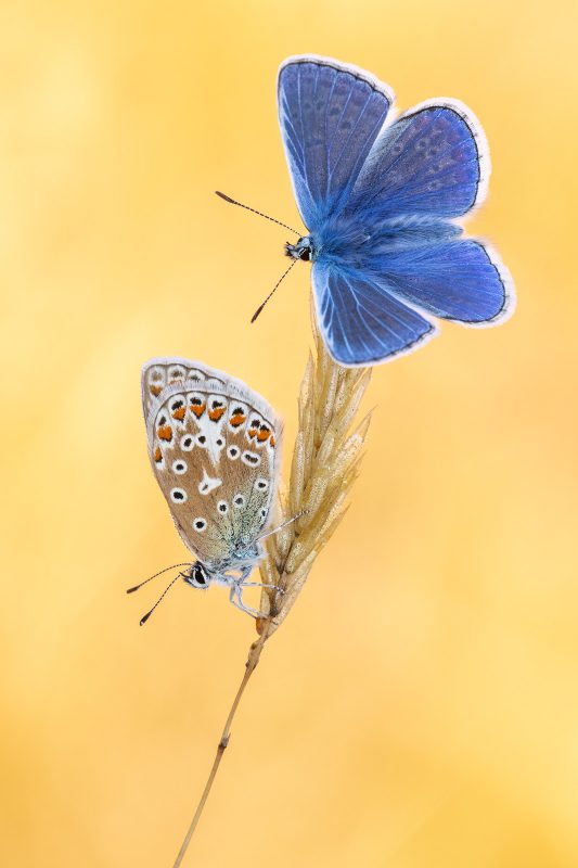 photography-ethics-freezing-insects-for-macro