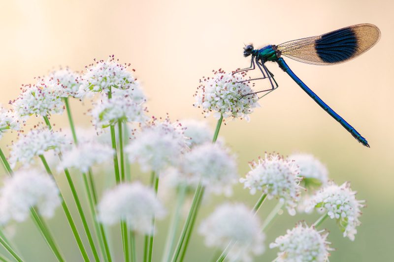 photography-ethics-freezing-insects-for-macro