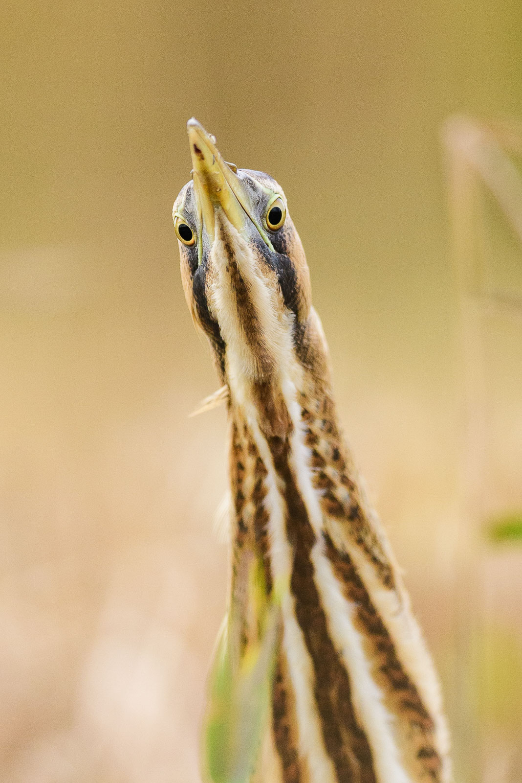 How to Photograph Bitterns Nature TTL