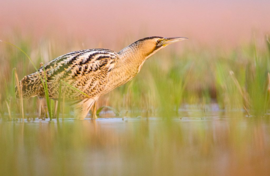 How to Photograph Bitterns Nature TTL