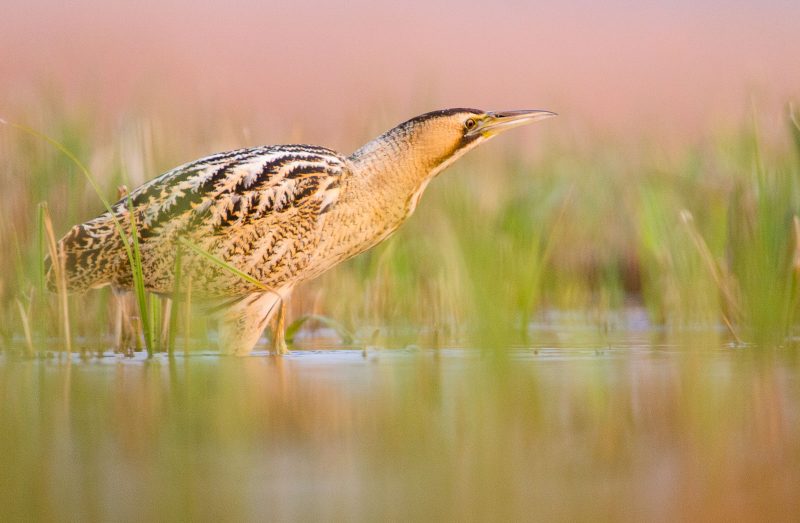 How to Photograph Bitterns Nature TTL