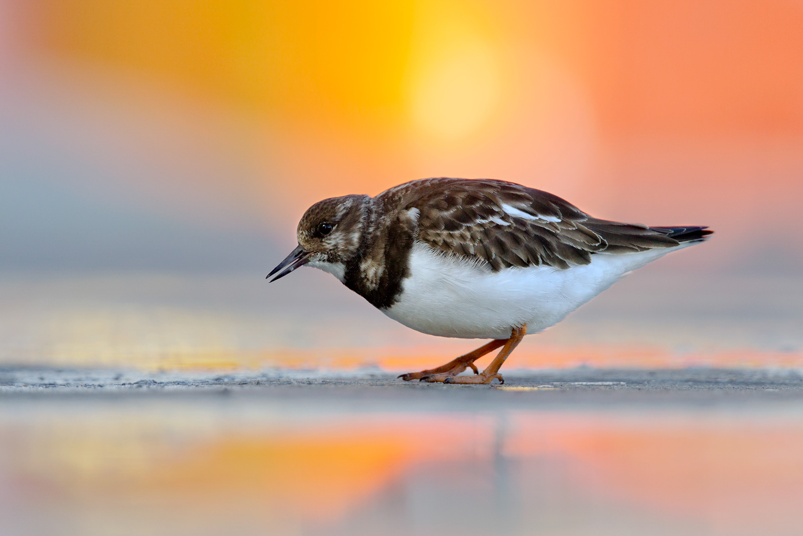 How to Find Locations for Wildlife Photography - Nature TTL