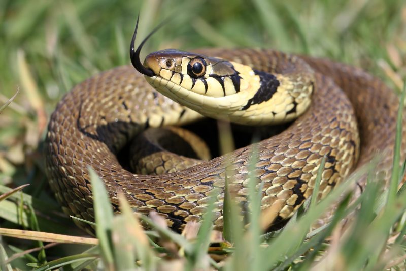 photograph-reptiles-uk