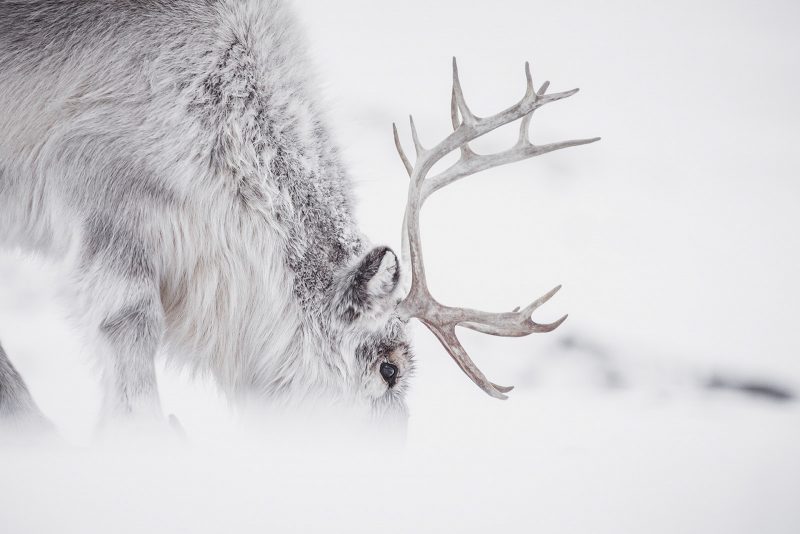 photograph wildlife polar regions