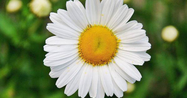 Weekly Photography Assignment: Flowers - Nature TTL