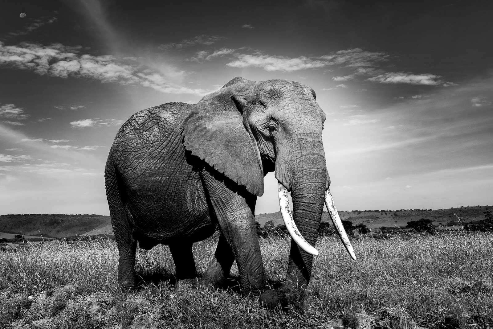Wildlife Photography Black And White Wildlife Photography Black And White