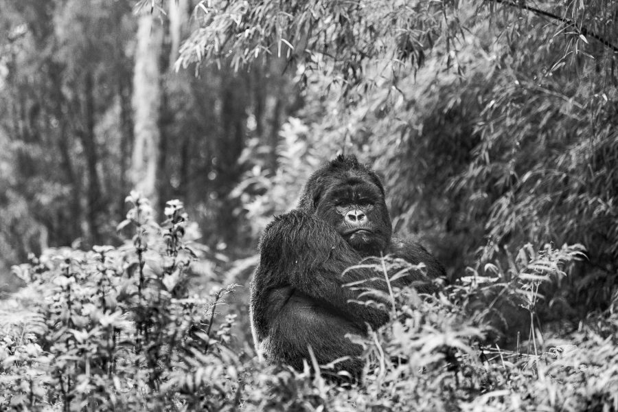 How to Photograph Wildlife in Black and White - Nature TTL