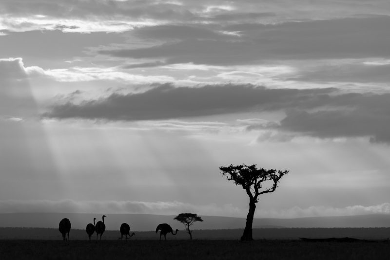 black and white wildlife photography