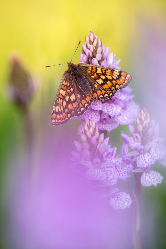 how to take better handheld photographs insects