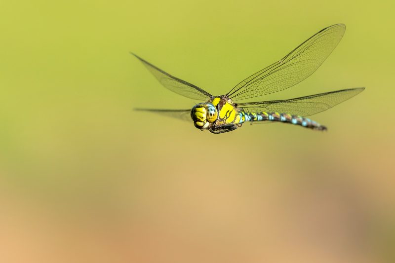 dragonfly flying