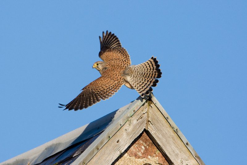 Kestrel, birds of prey