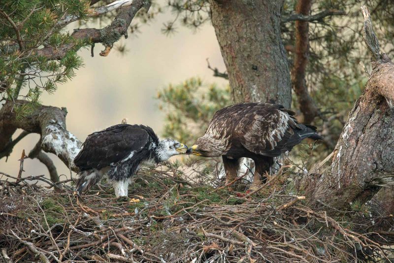 Golden eagle in nest