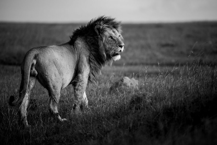 The Basics of Editing Black and White Wildlife Photographs