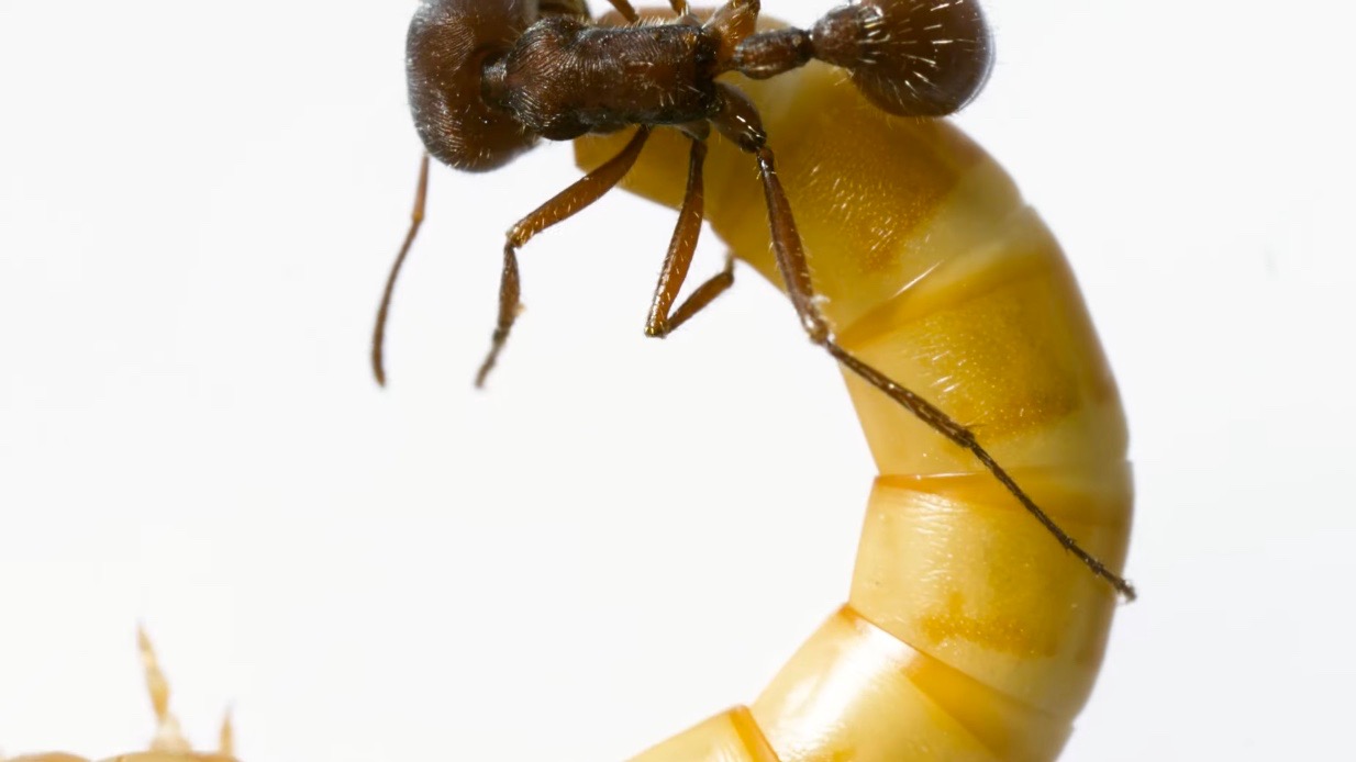 Ant Stinger Injects Venom at 1,000 Frames per Second Nature TTL