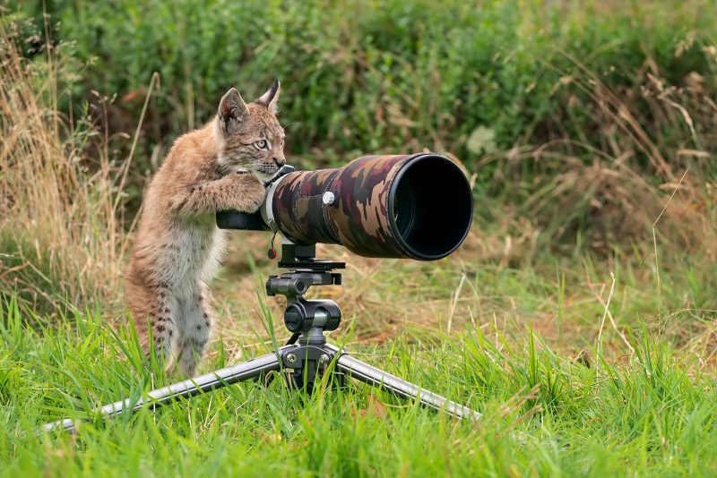 wildlife photography