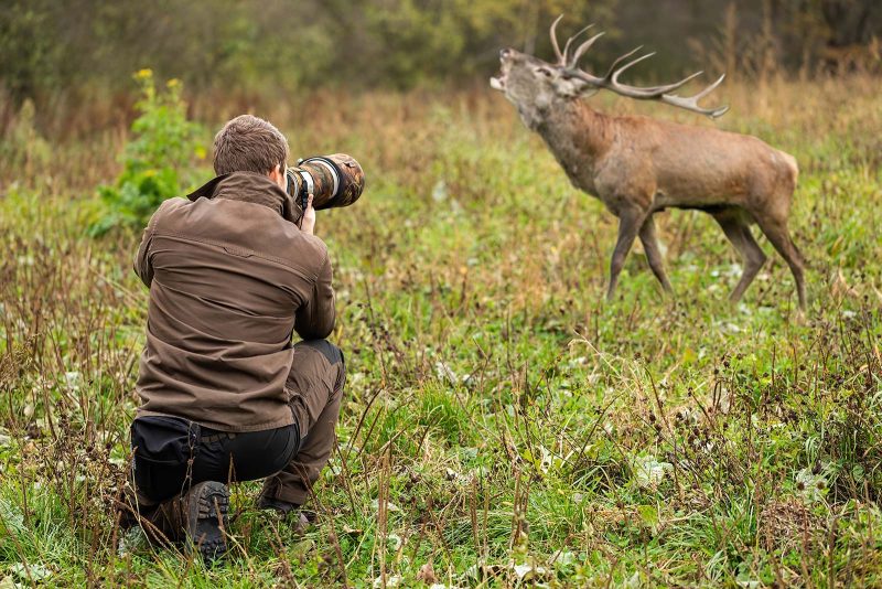 wildlife photography