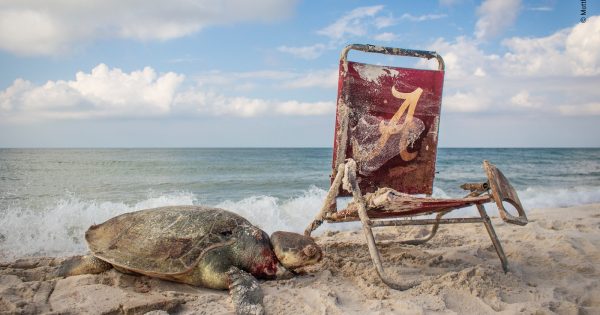 First Look: Wildlife Photographer of the Year 2019 - Nature TTL