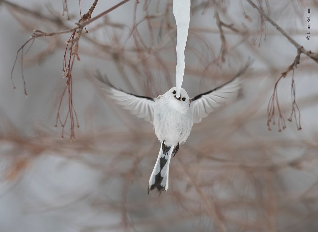 First Look: Wildlife Photographer of the Year 2019 - Nature TTL
