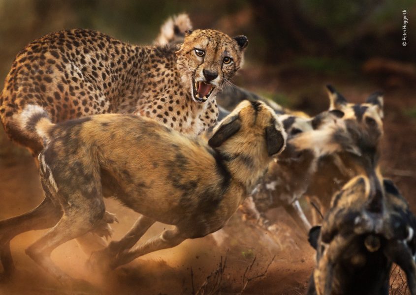 First Look: Wildlife Photographer of the Year 2019 - Nature TTL
