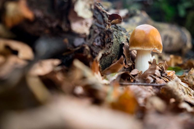 fungi and autumn leaves