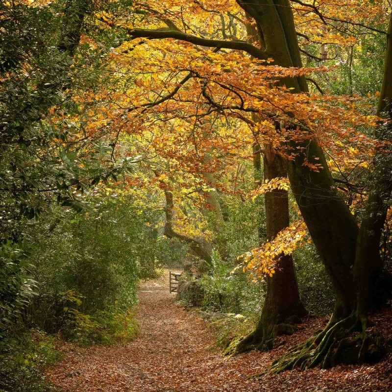 An autumnal scene in an english woodland