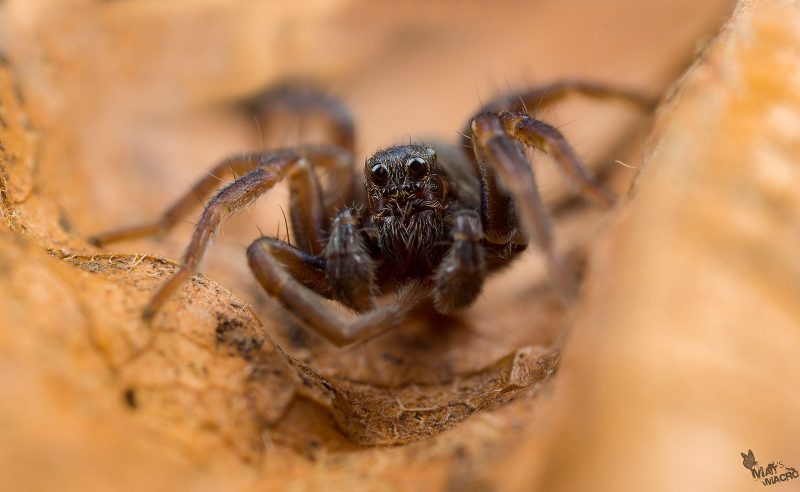 spider in leaf