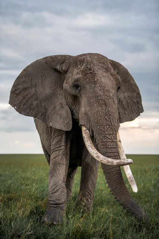 Photo of an elephant