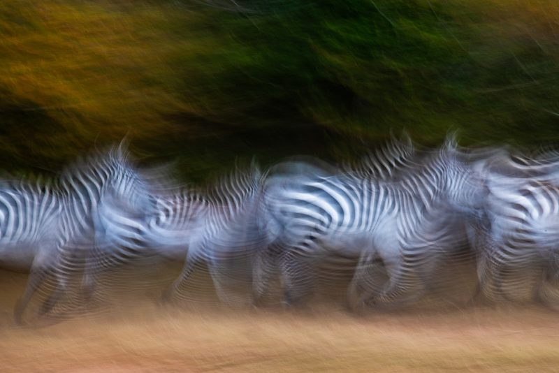 zebras slow shutterspeed