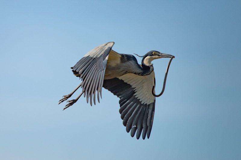 Tips for photographing safaris