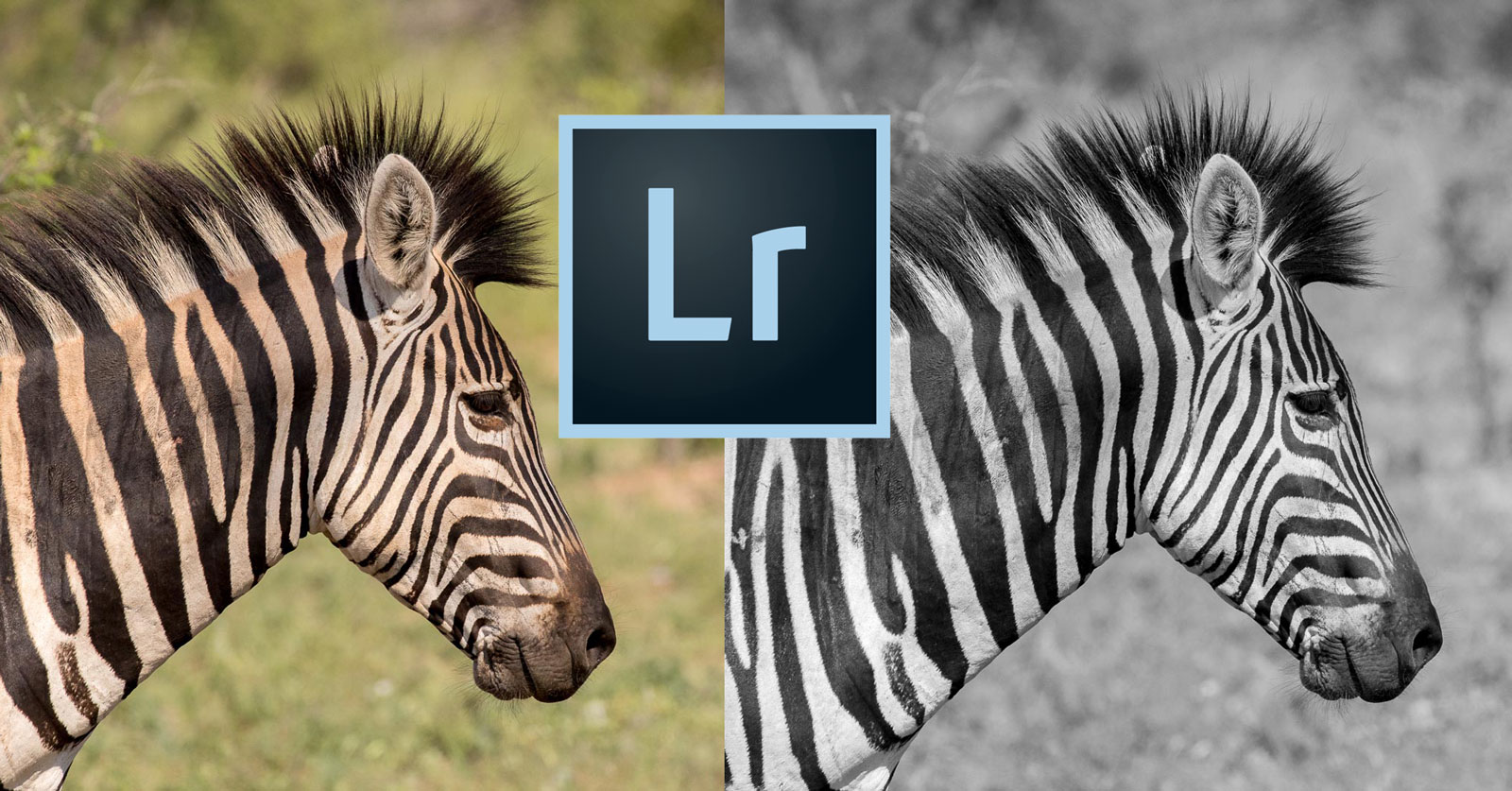 How To Undo Accidental Black White Photo Conversions In Lightroom Nature Ttl
