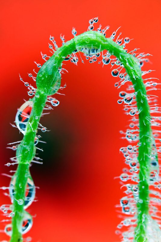 water droplets on plant