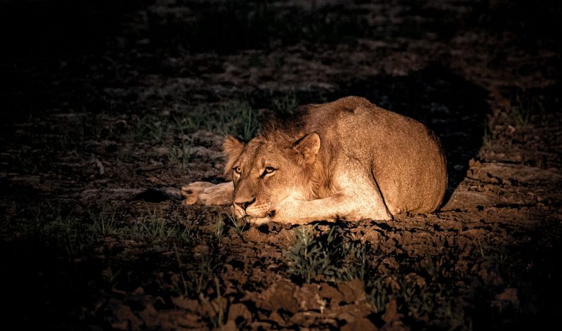 Resting lion photographed on a night safari in africa