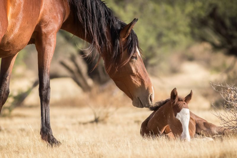 wild horse checks up on a sleeping foal