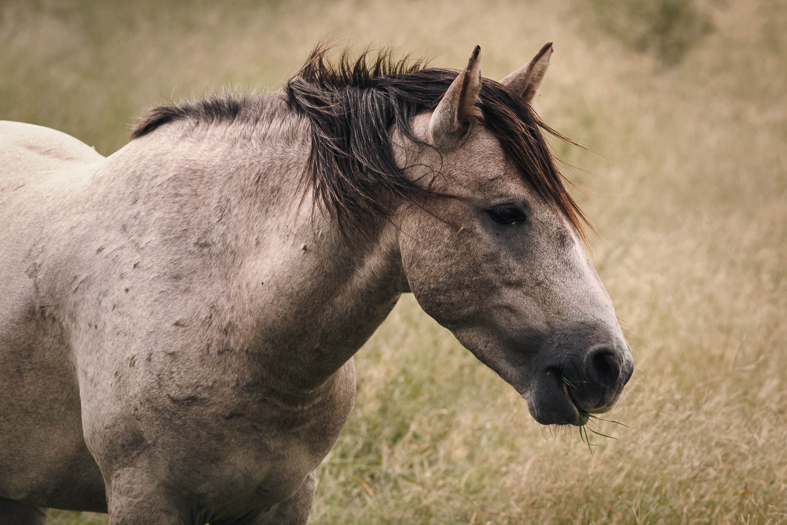 How to Photograph Wild Horses in the USA Nature TTL