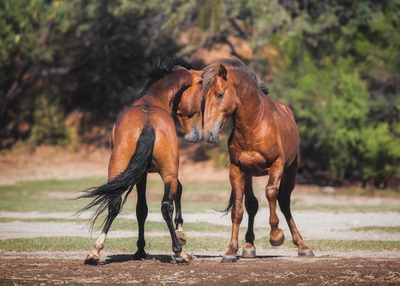 Photograph of two wild horses, one facing away from the camera, the other facing towards it, touching noses. 