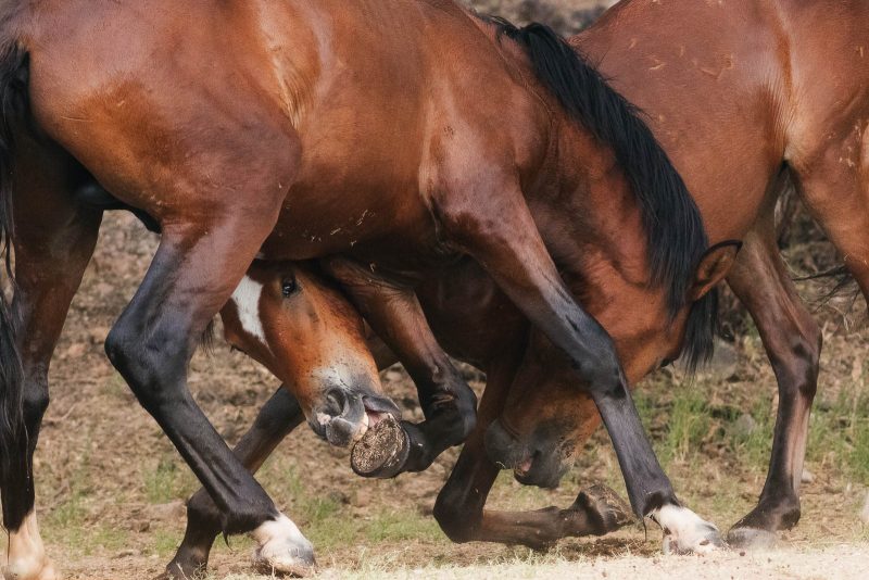 Close up of two horses tangled in a fight, one is biting the others hoof