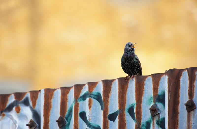 urban wildlife photo of a starling on graffitied wall