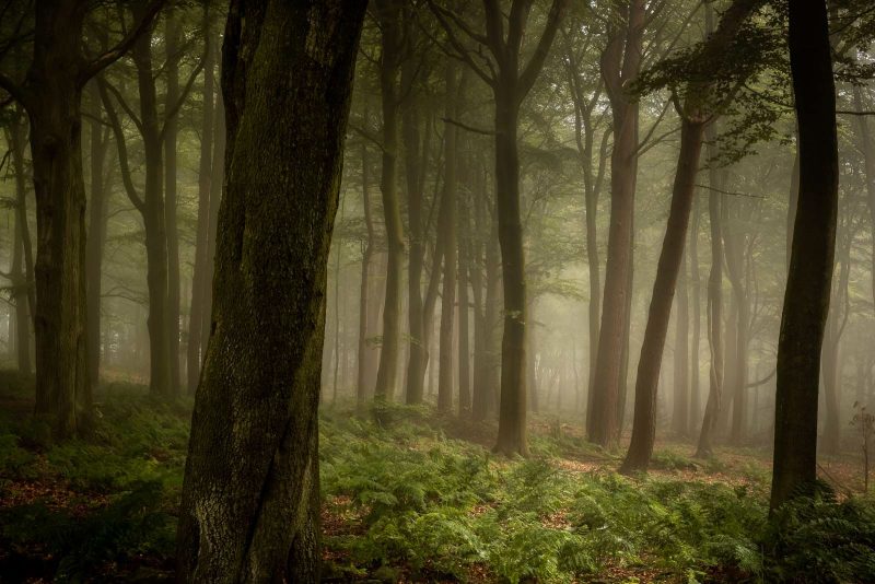 misty woodland landscape