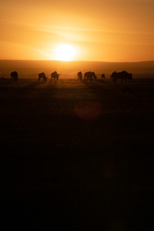 wildebeest against a sunset in africa