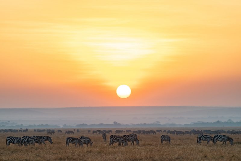 herd of zebra under a setting sun in africa