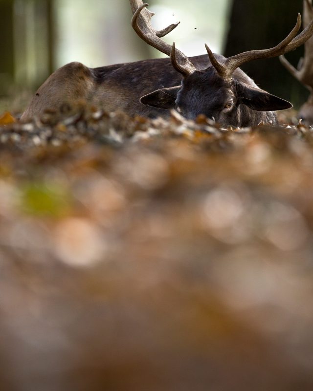 Deer photographed in Bushy Park