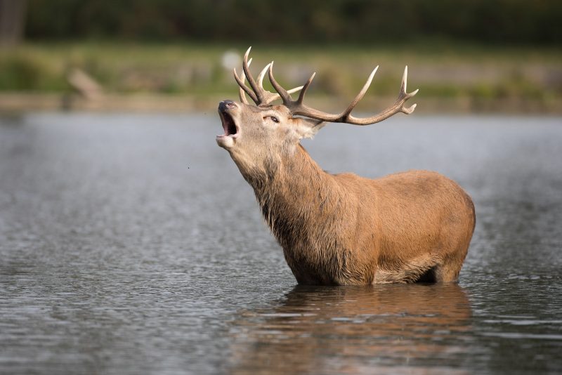 Red deer photographed in Bushy Park