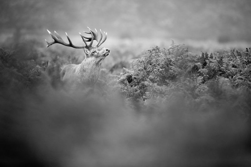 Red deer photographed in Bushy Park