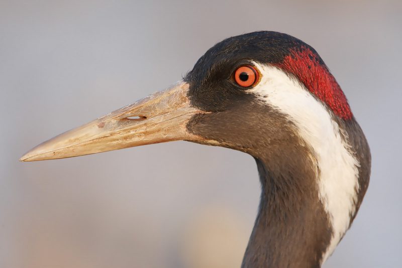 landscape example of bird portrait