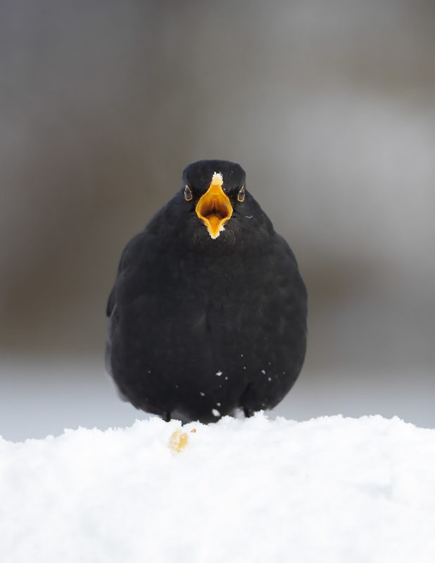 Bird Photography Tips: Shooting Bird Portraits - Nature TTL