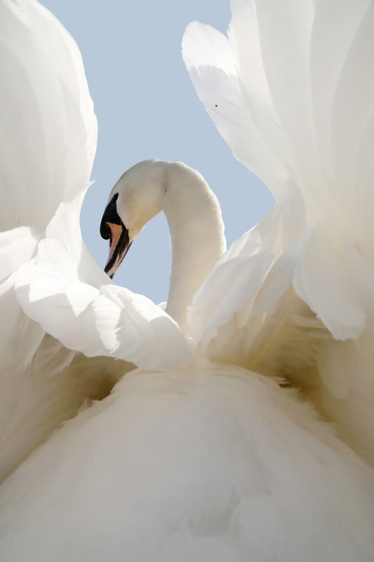 wide angle photograph of a swan