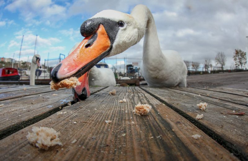 wide angle shot of a swan eating bread